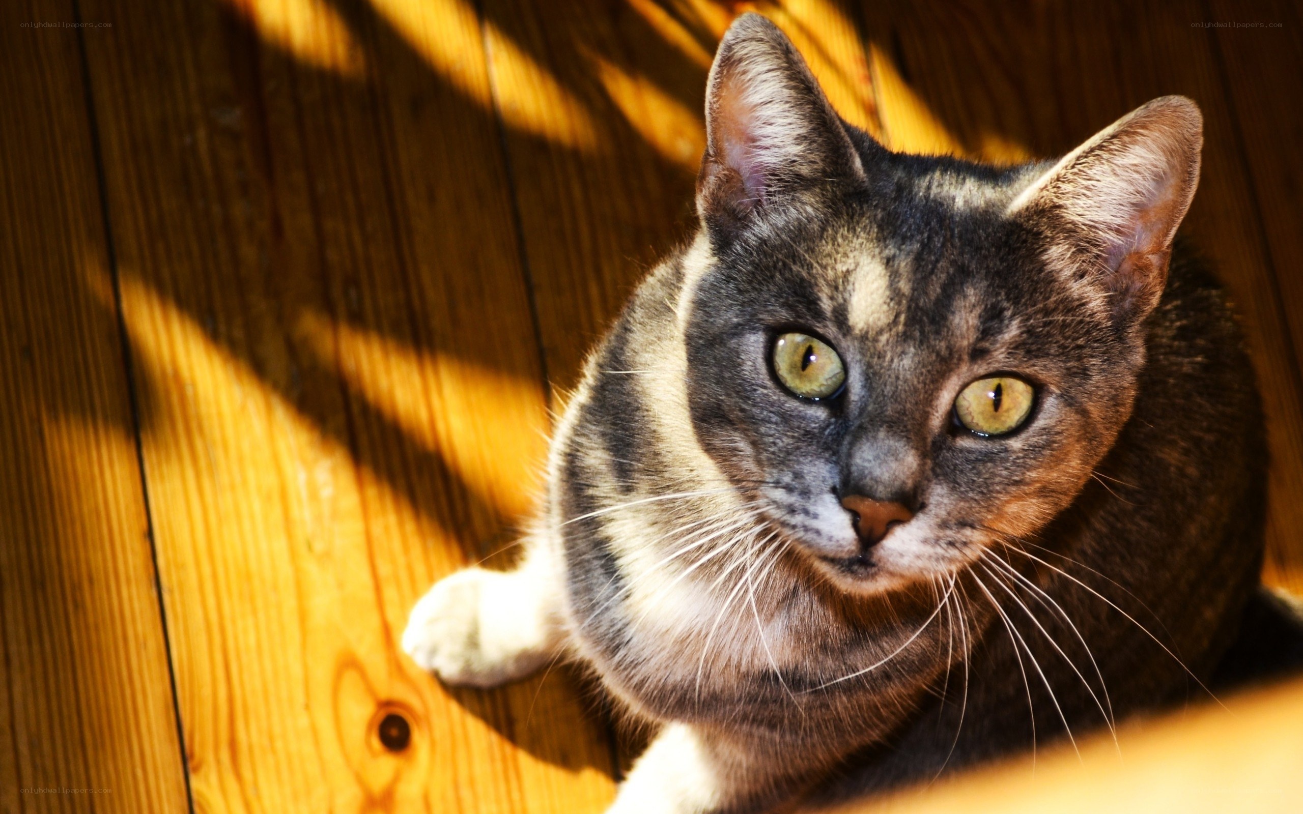 cat in sunbeam on wood