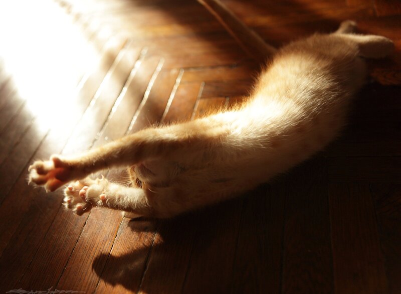 cat in sunbeam stretch