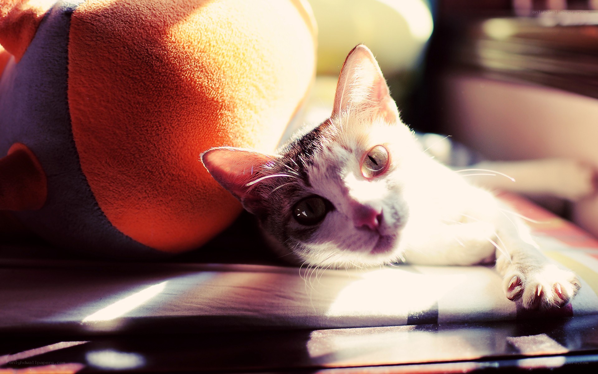 cat in sunbeam with toy