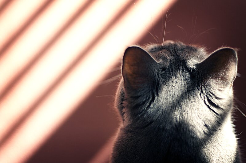 cat in sunbeams