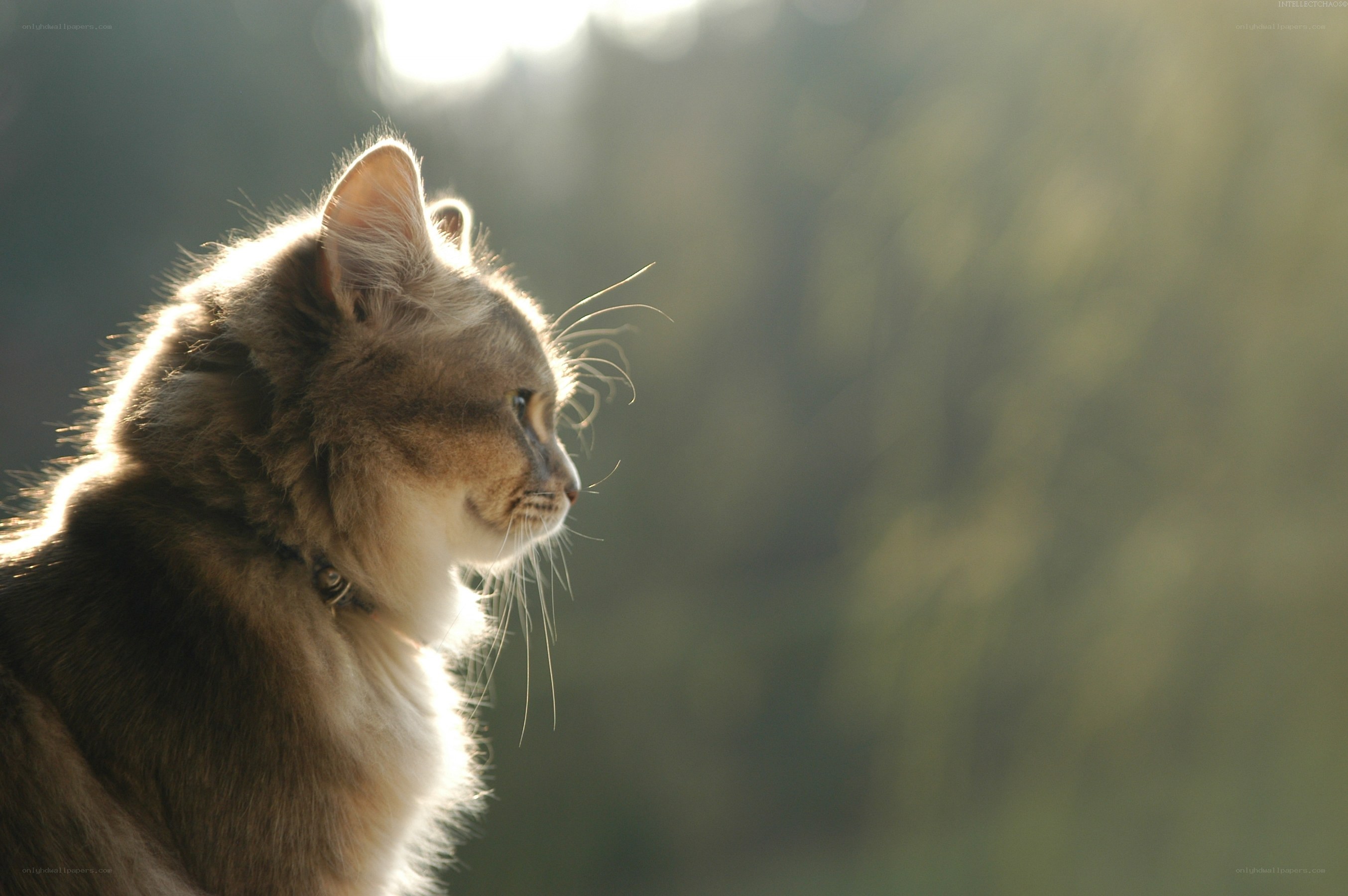 cat in sunlight