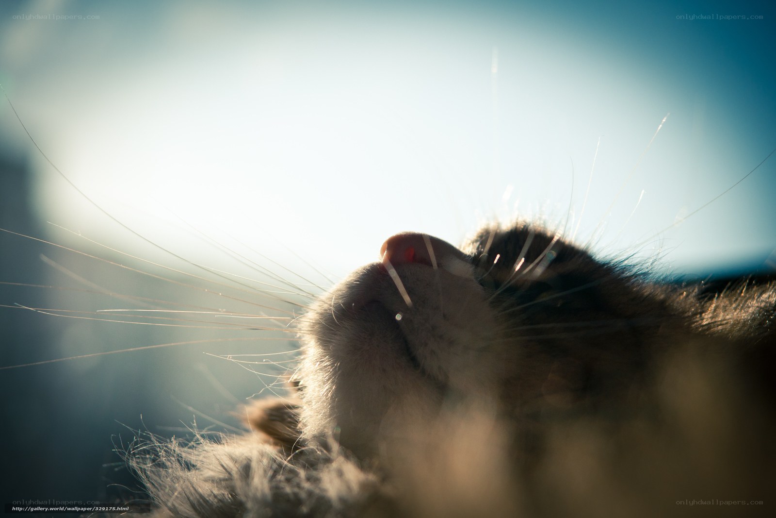 cat in sunlight