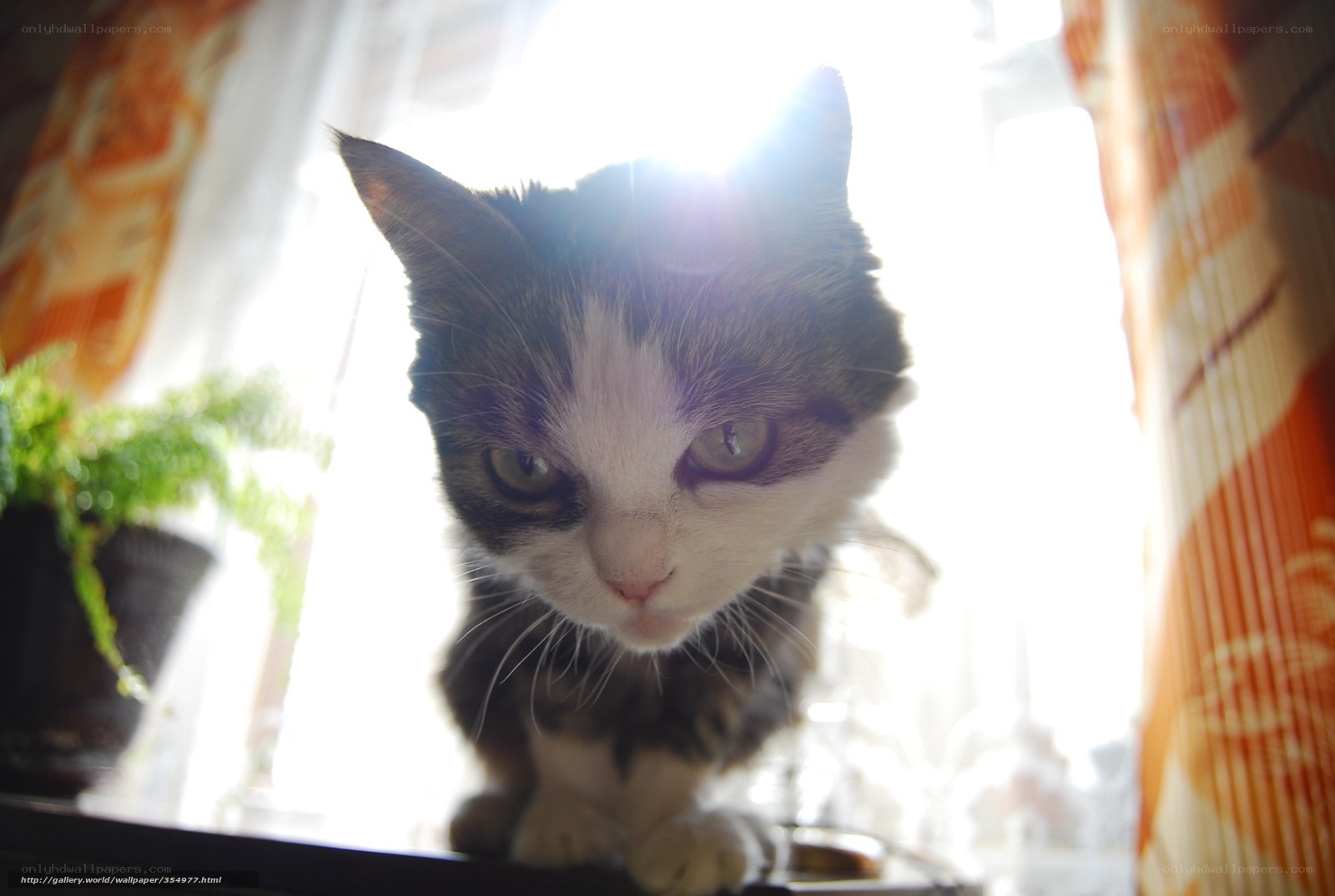 cat in sunlight