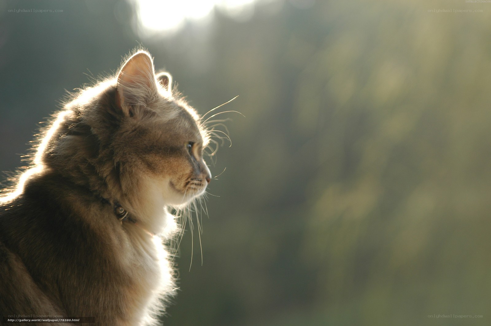 cat in sunlight