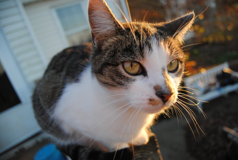 cat in sunlight