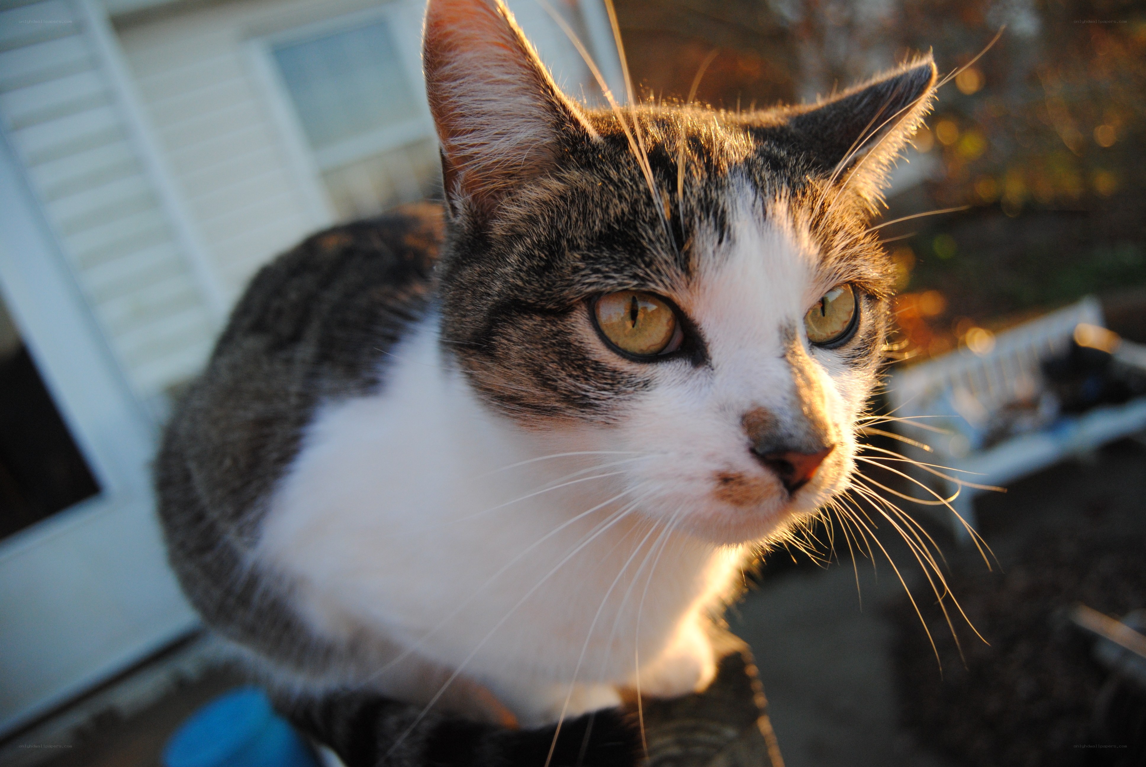 cat in sunlight