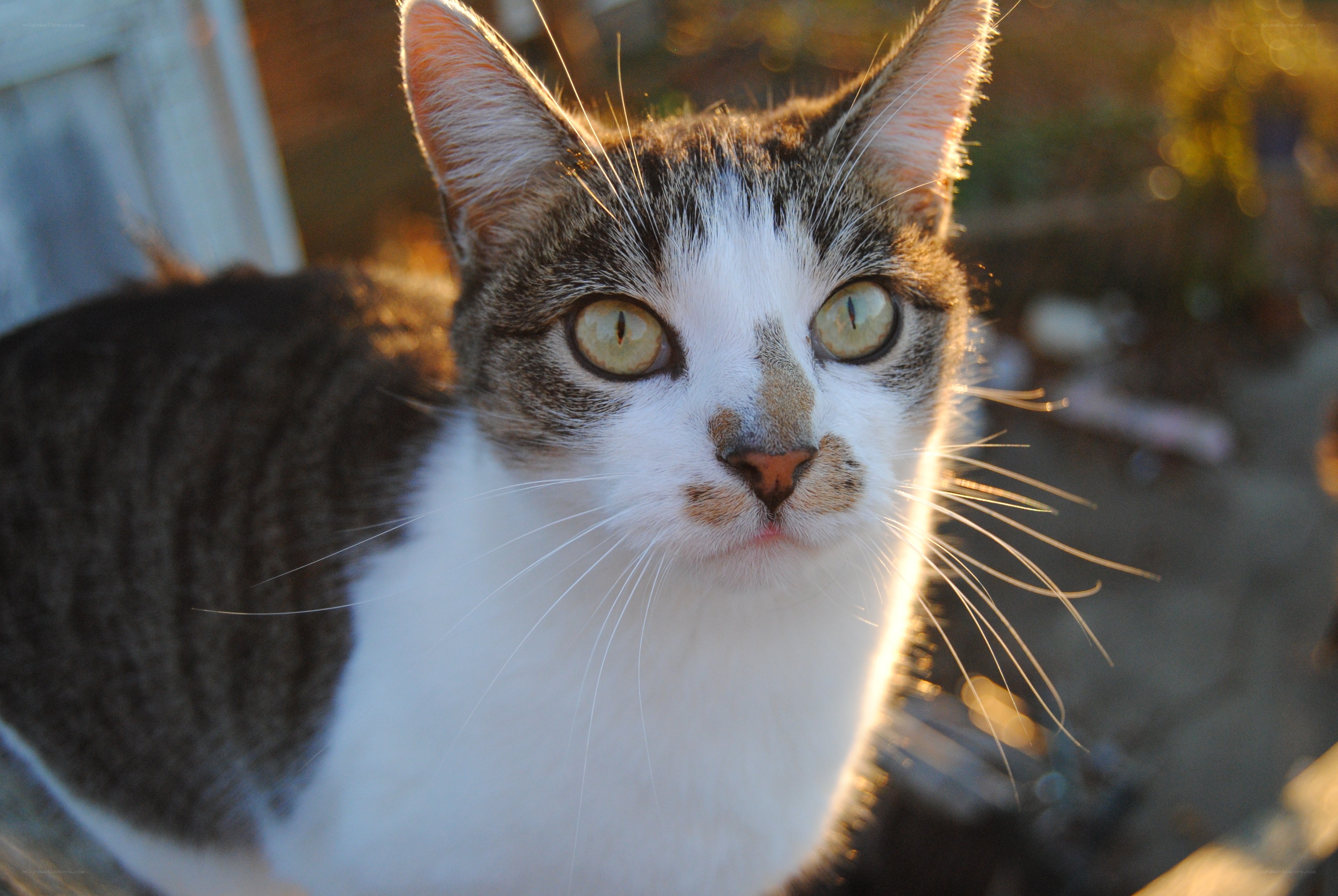 cat in sunlight