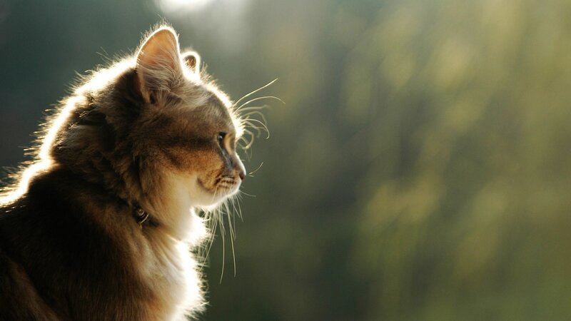 cat in sunlight