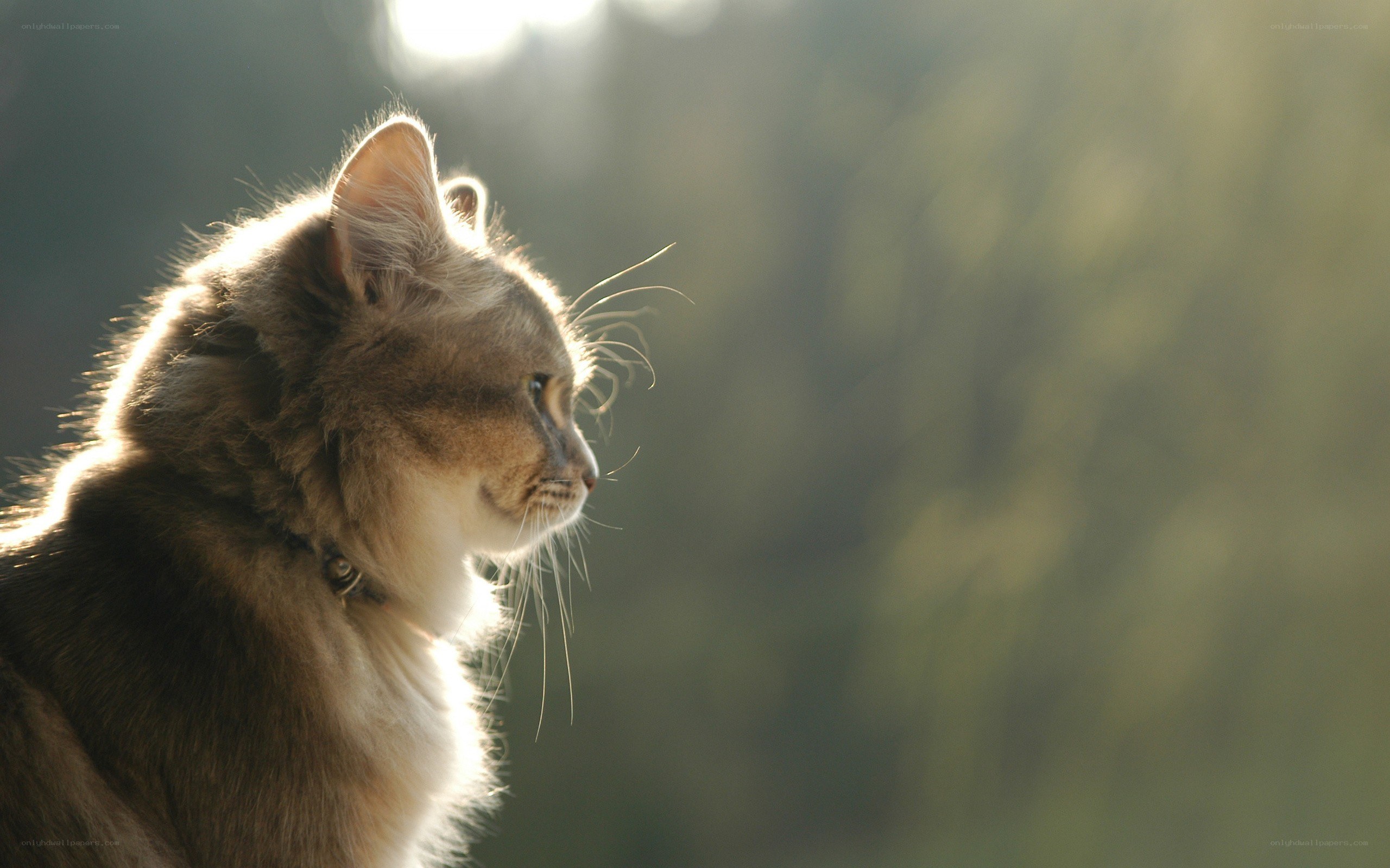 cat in sunlight