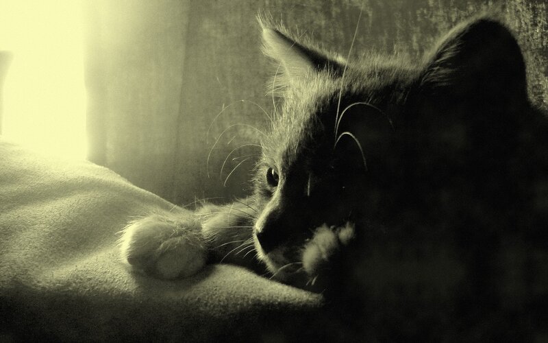 cat in sunlight