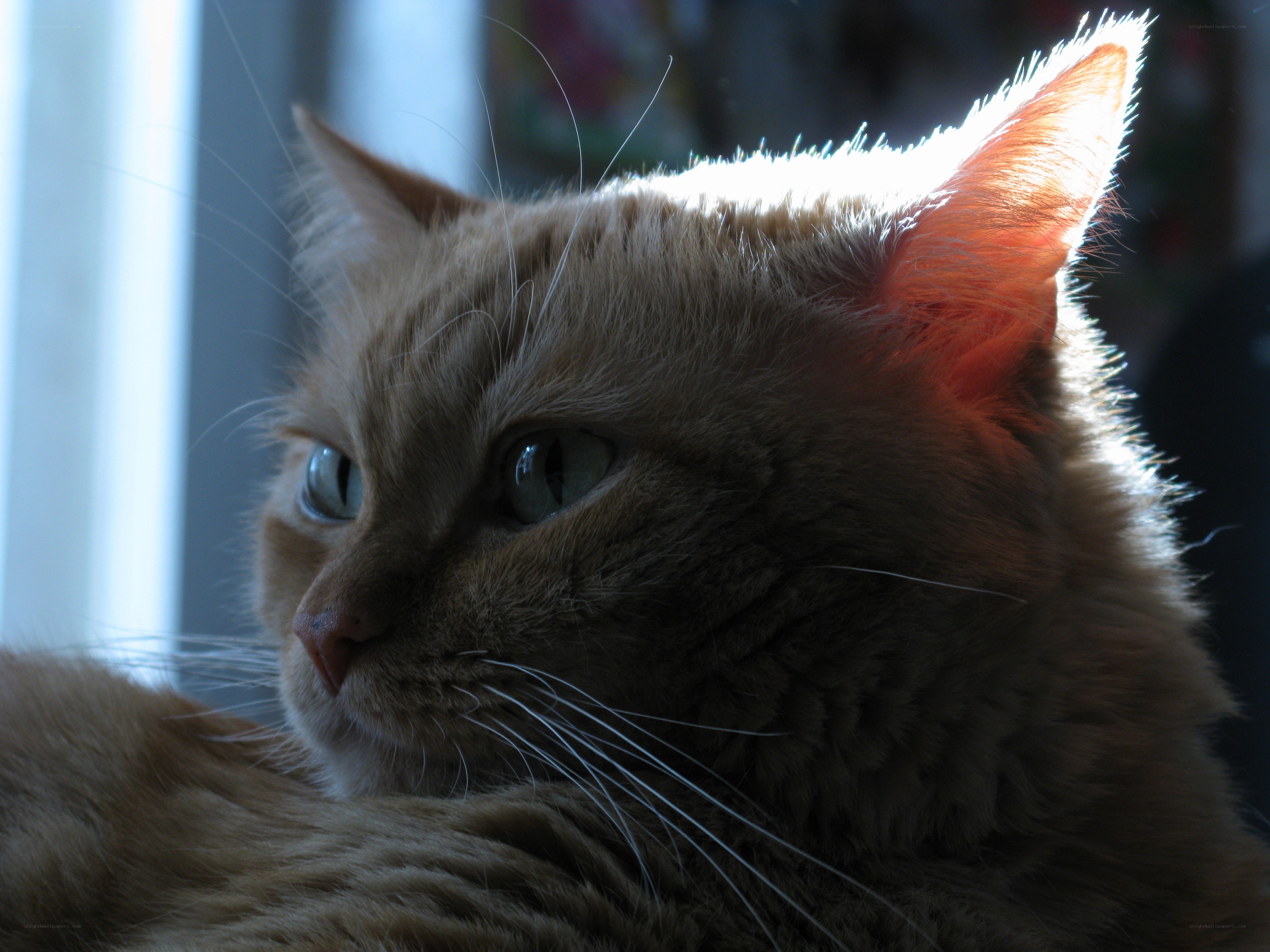 cat in sunlight