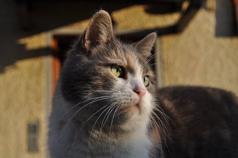 cat in sunlight
