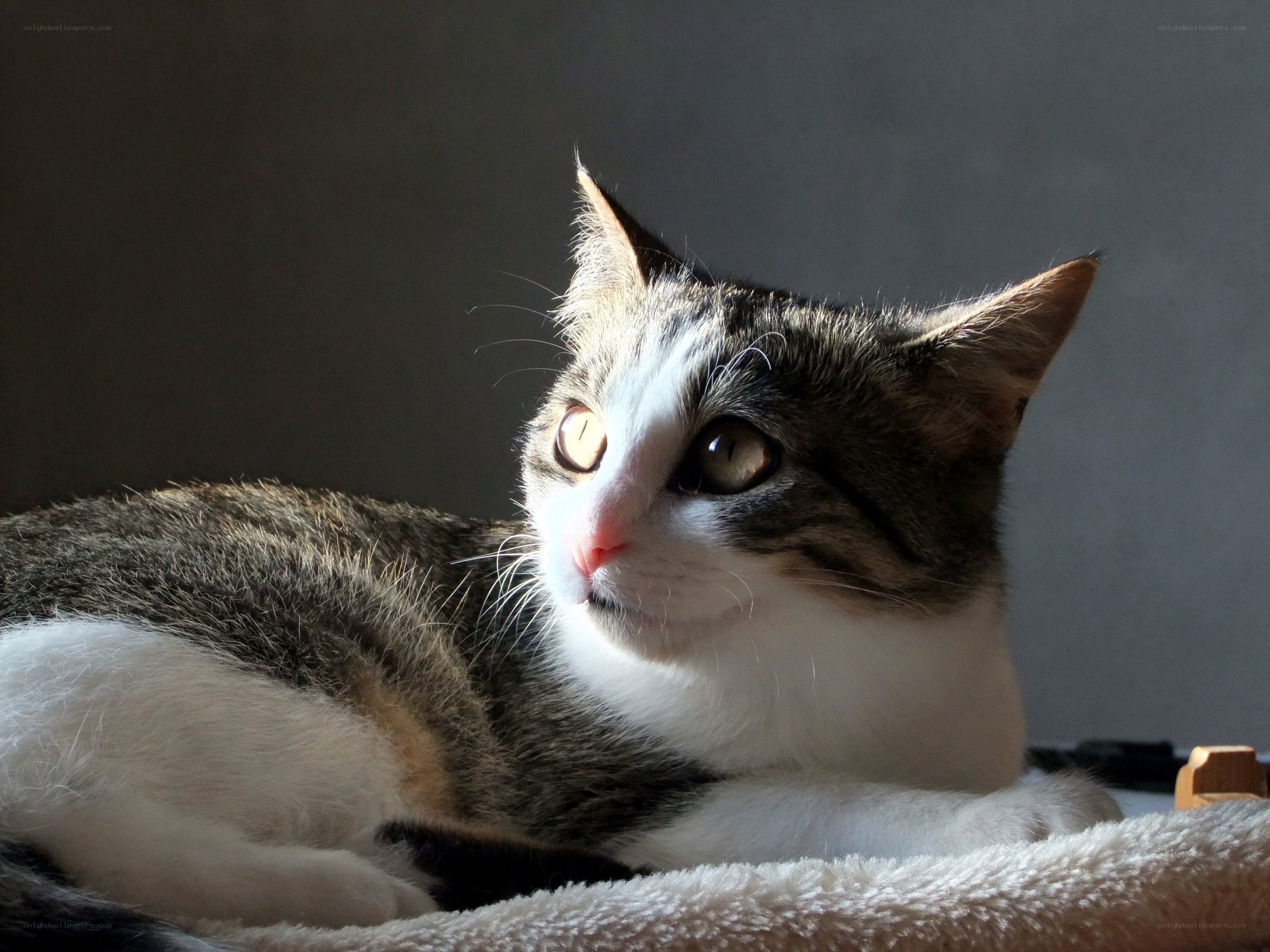 cat in sunlight