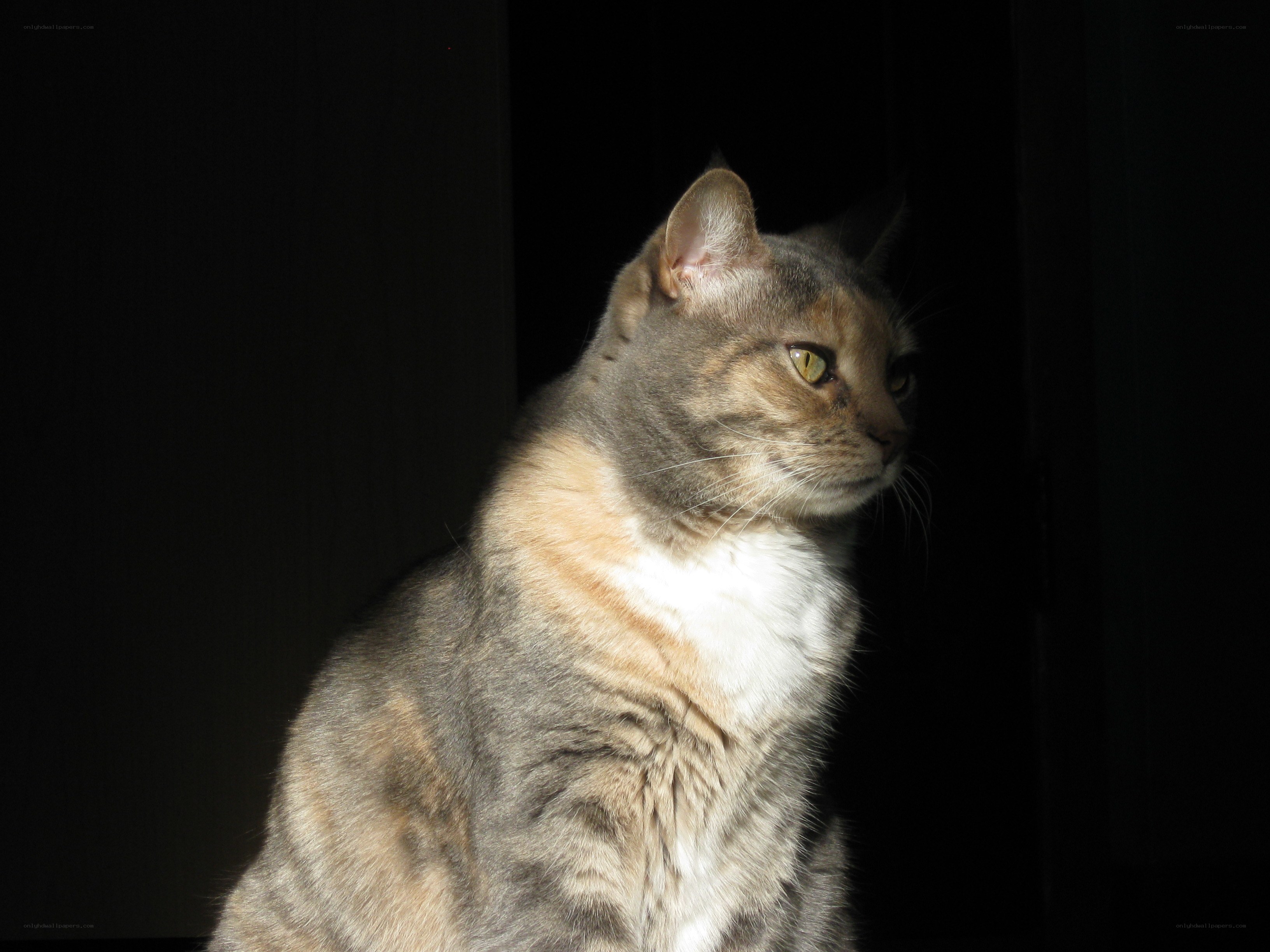 cat in sunlight