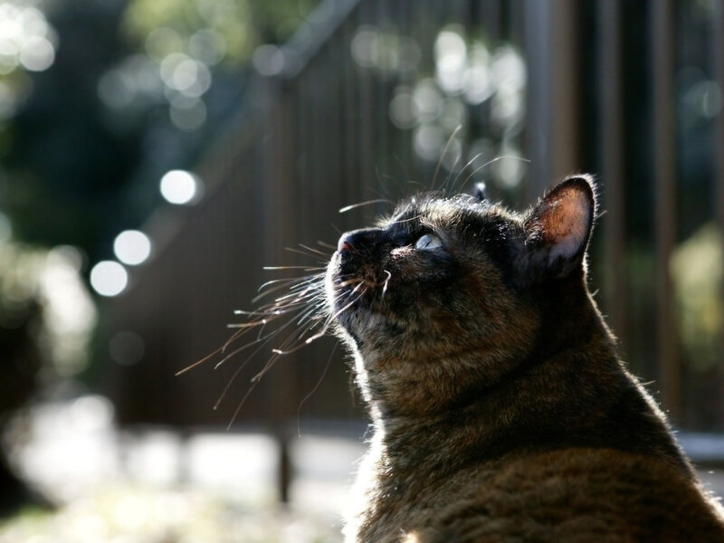 cat in sunlight