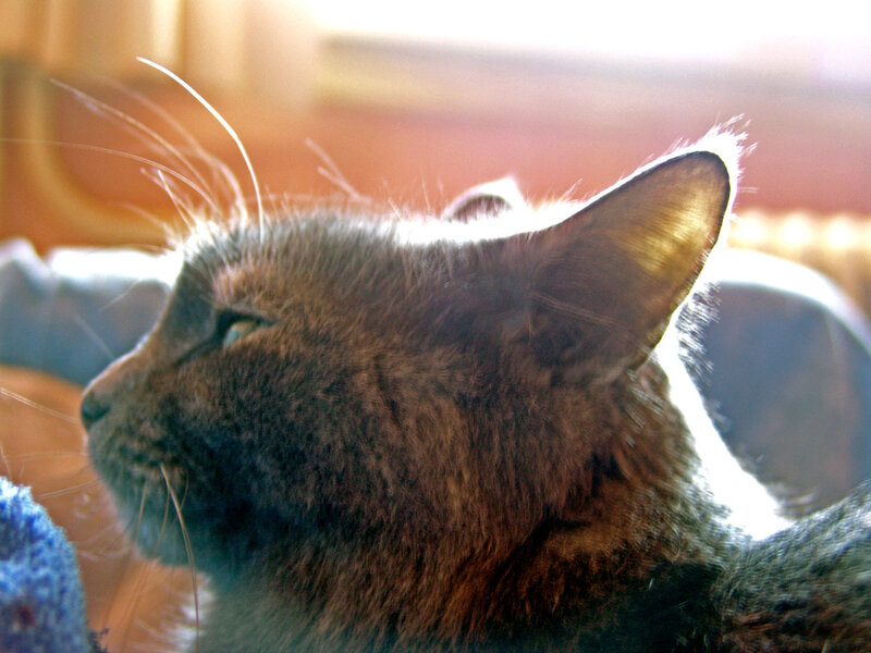 cat in sunlight
