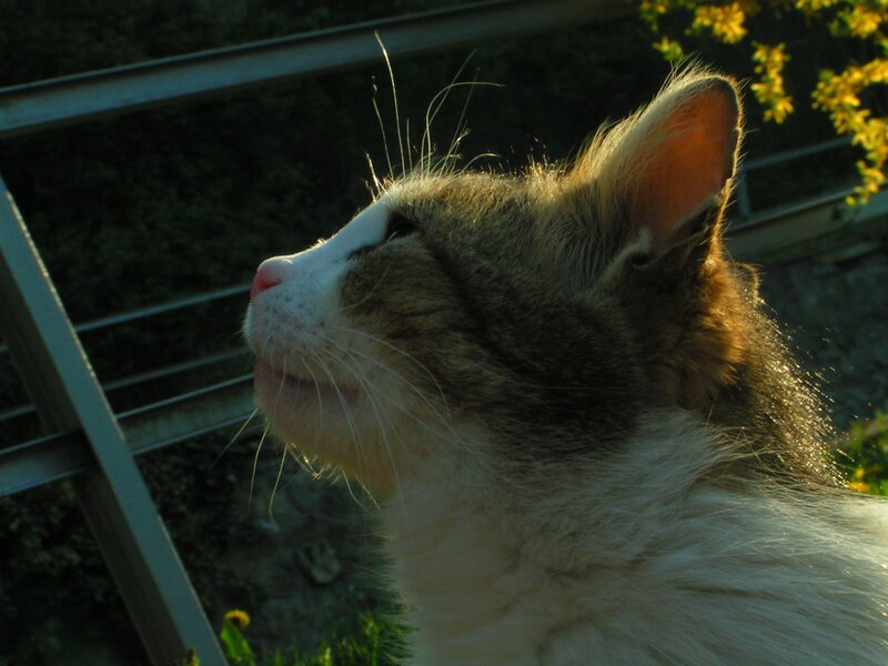 Cat in Sunlight — Brown, Serene