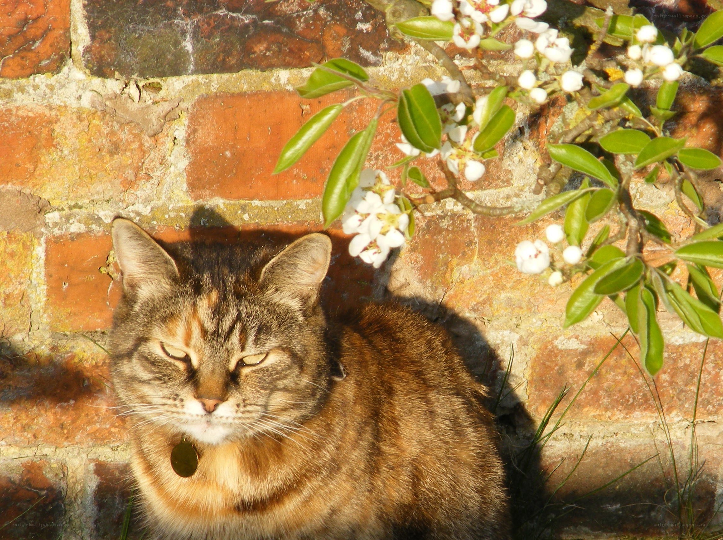 Cat in sunlight by a brick wall