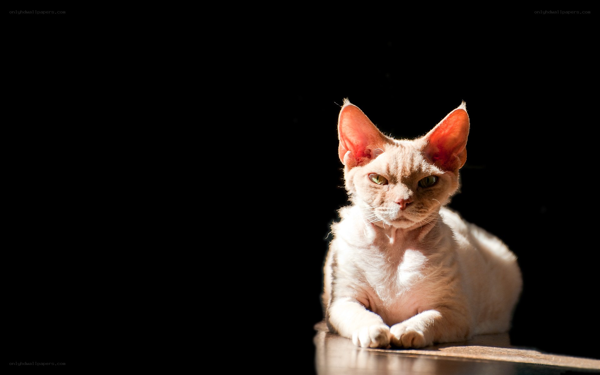 cat in sunlight on black background