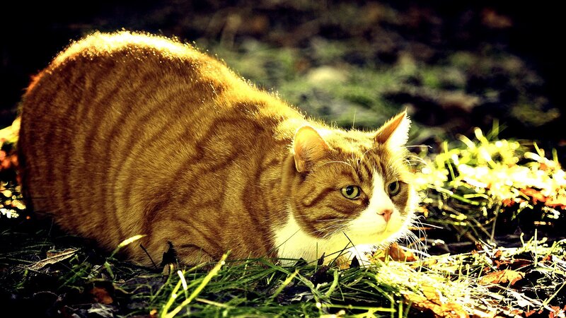 cat in sunlight on grass