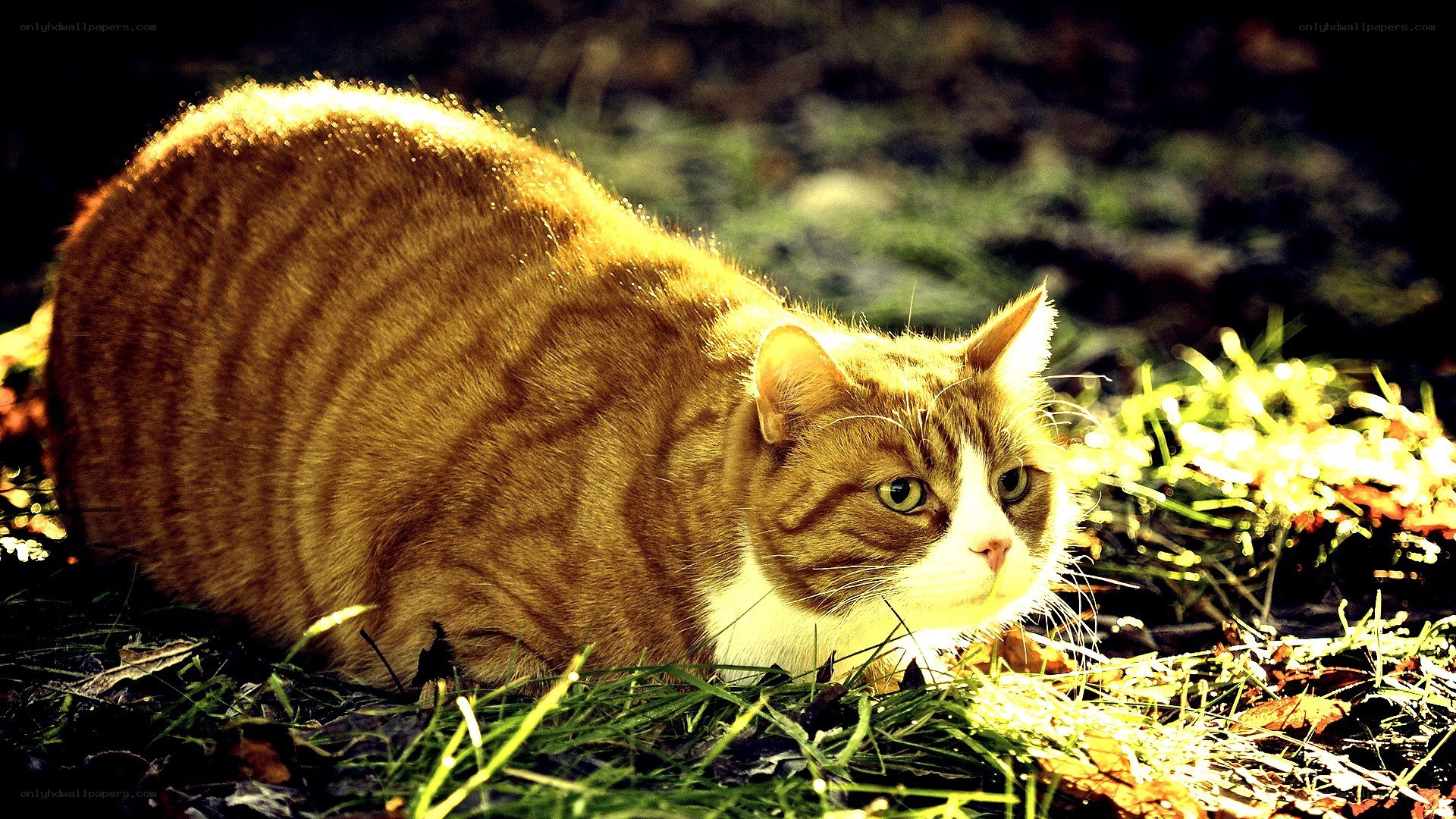 cat in sunlight on grass