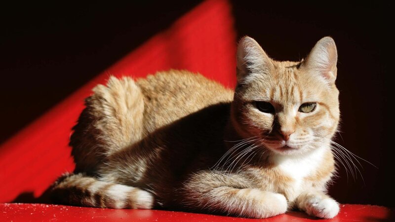 cat in sunlight on red surface