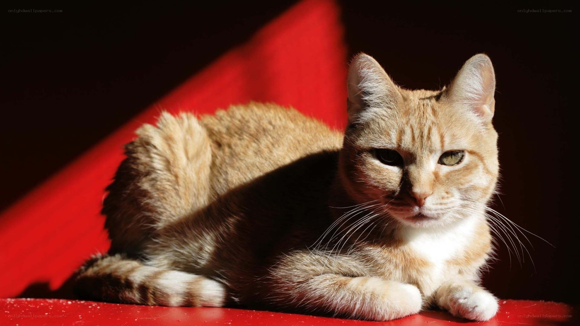 cat in sunlight on red surface