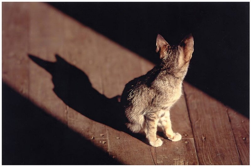 cat in sunlight on wood