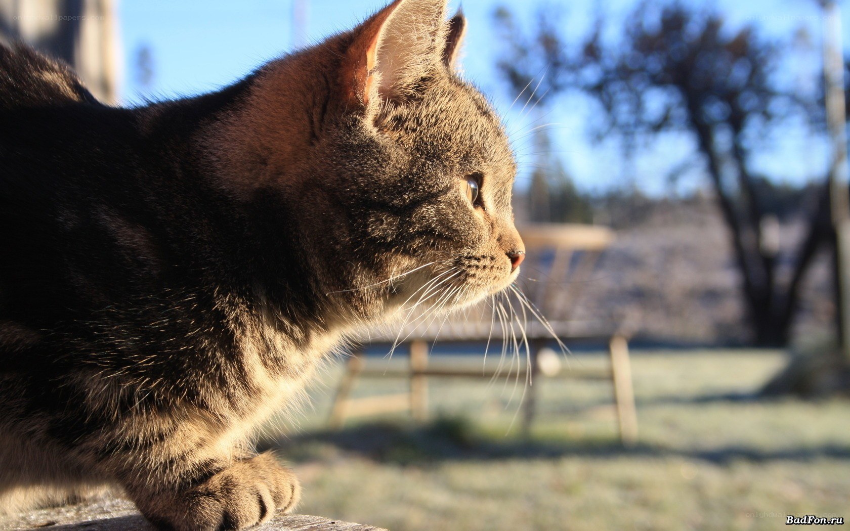 cat in sunlight outdoors