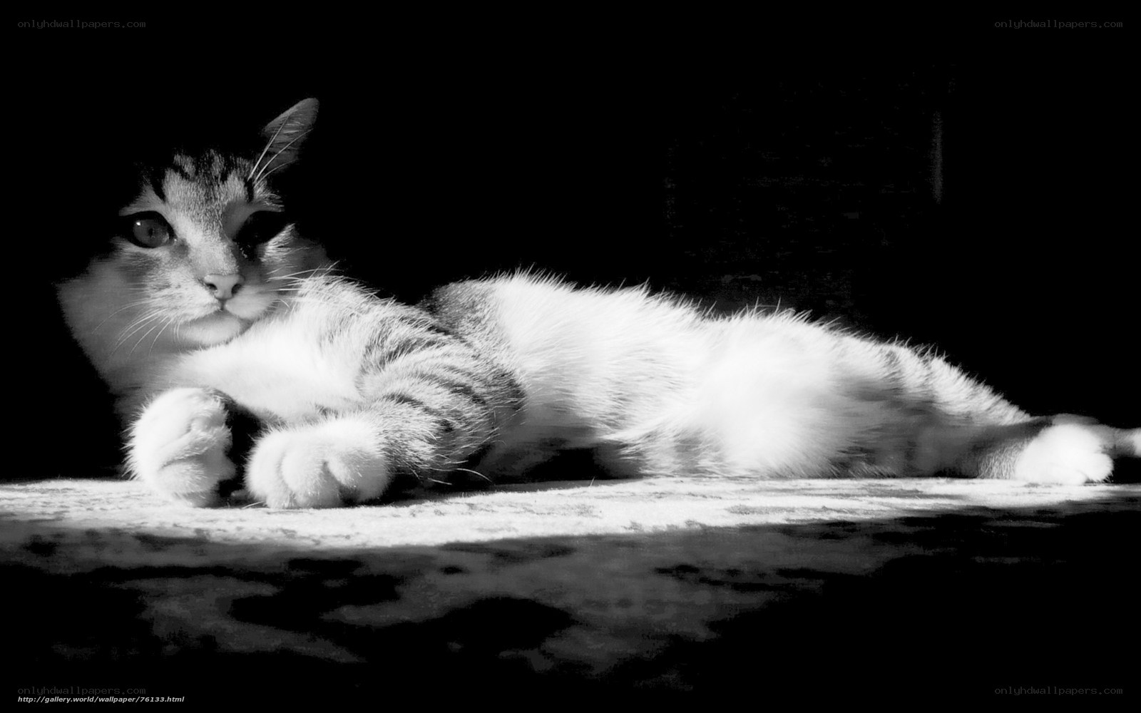 cat in sunlight