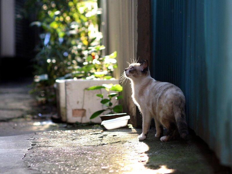 cat in sunlit alley