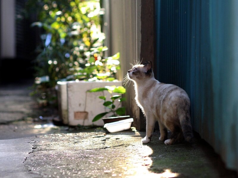 Cat in sunlit alley