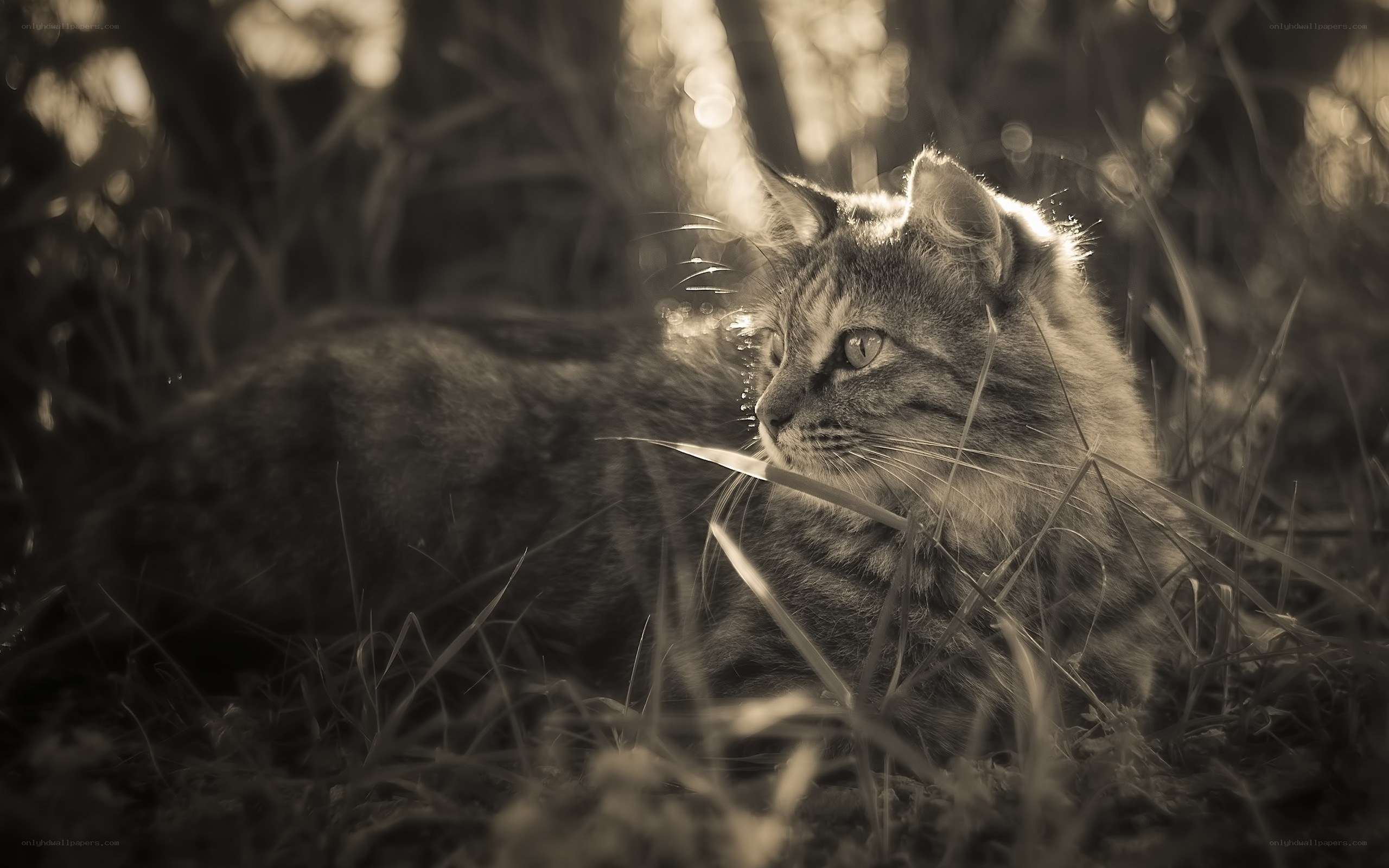 cat in sunlit grass