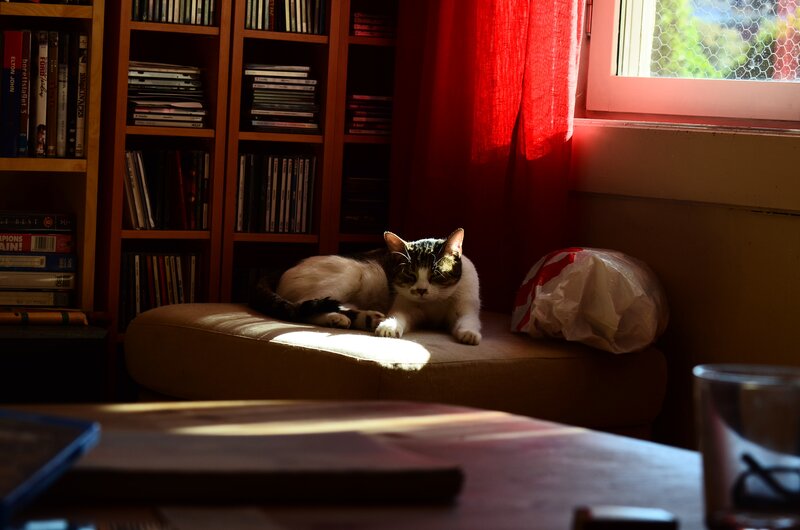 Cat in sunlit room