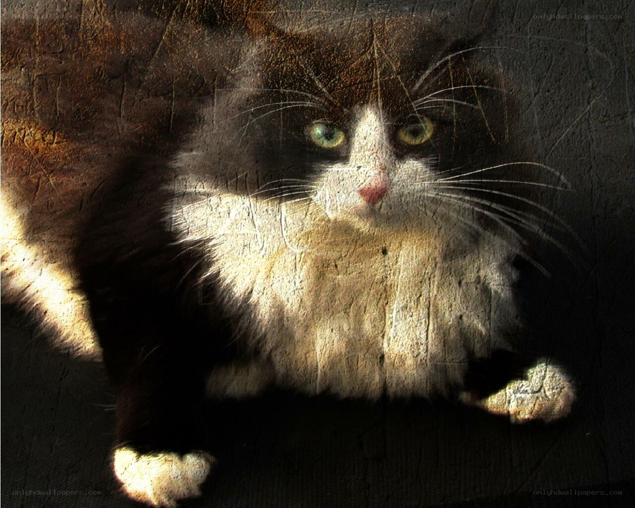 cat in sunlit shadow