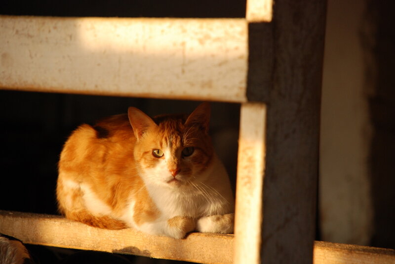 cat in sunlit shelter