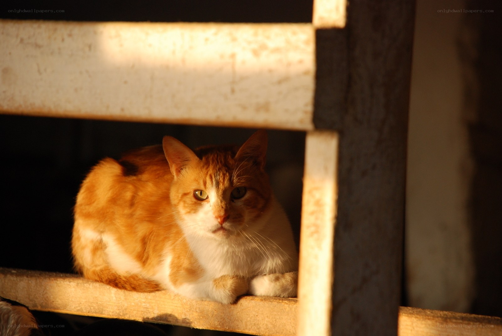 cat in sunlit shelter