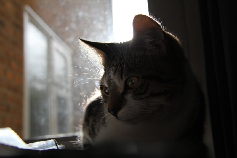 cat in sunlit window