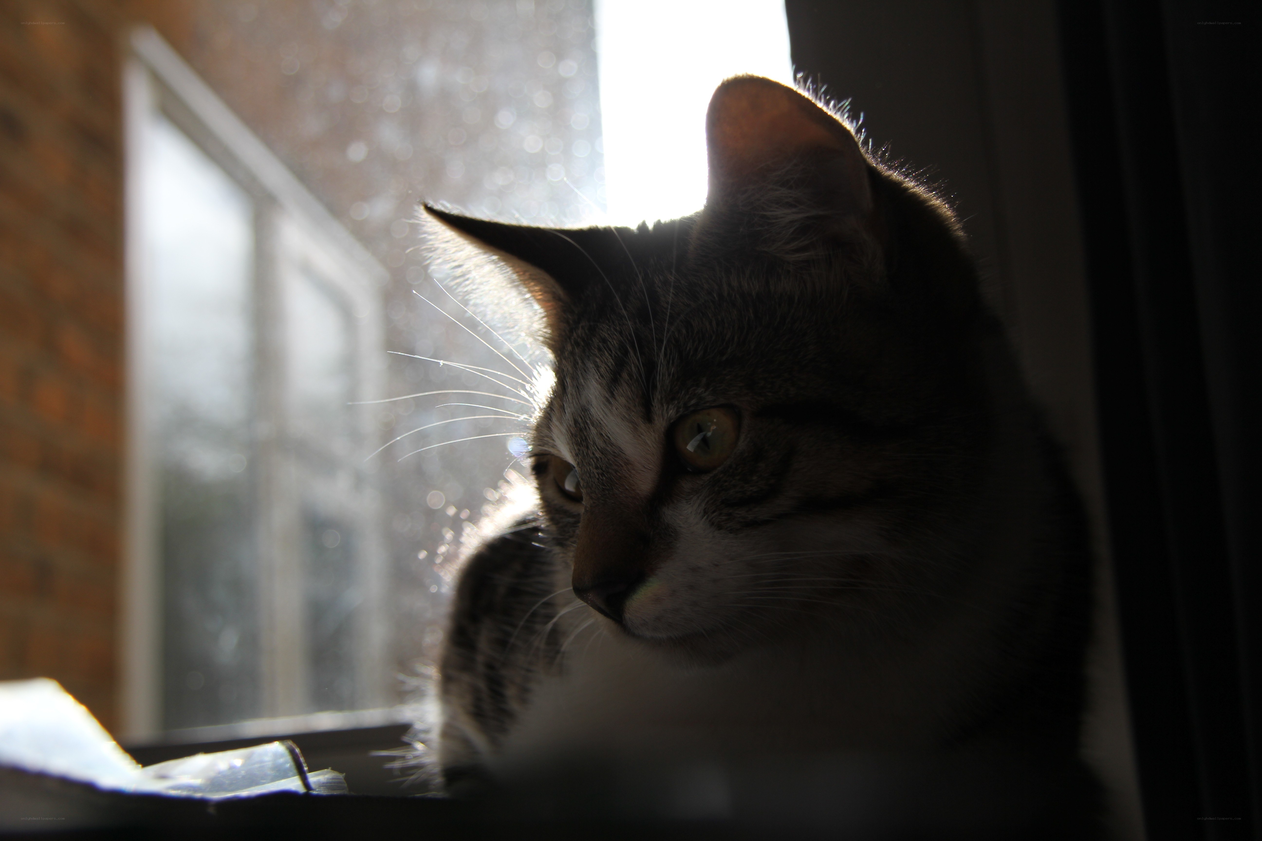 cat in sunlit window