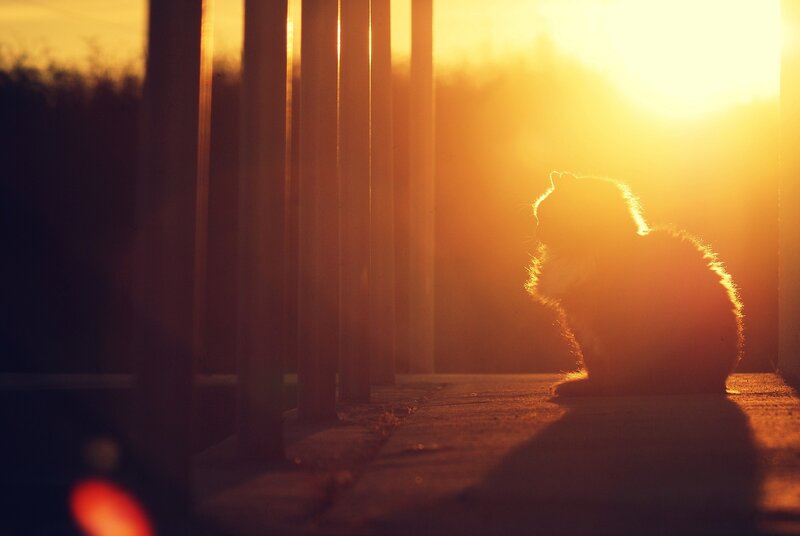 cat in sunset light
