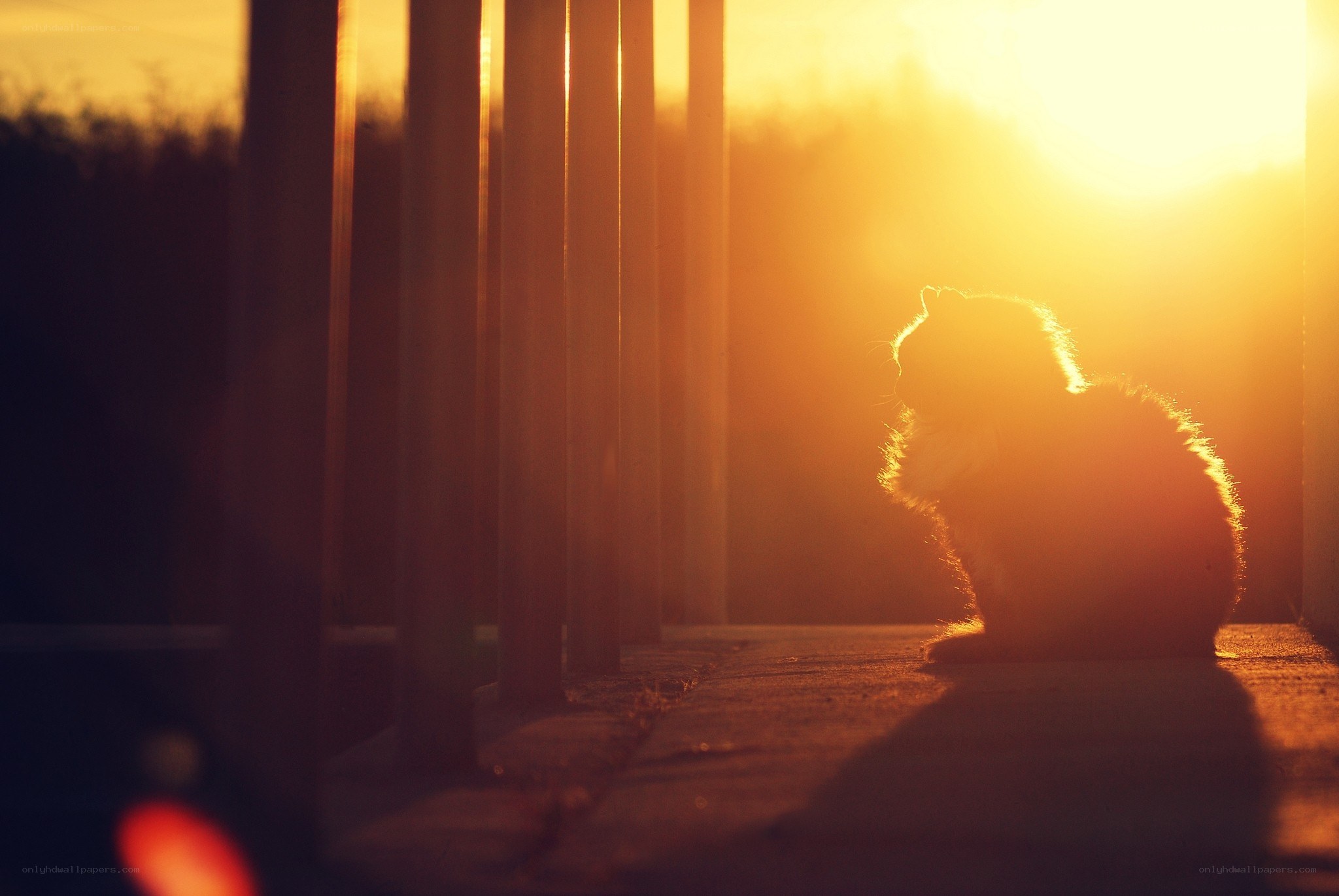 cat in sunset light