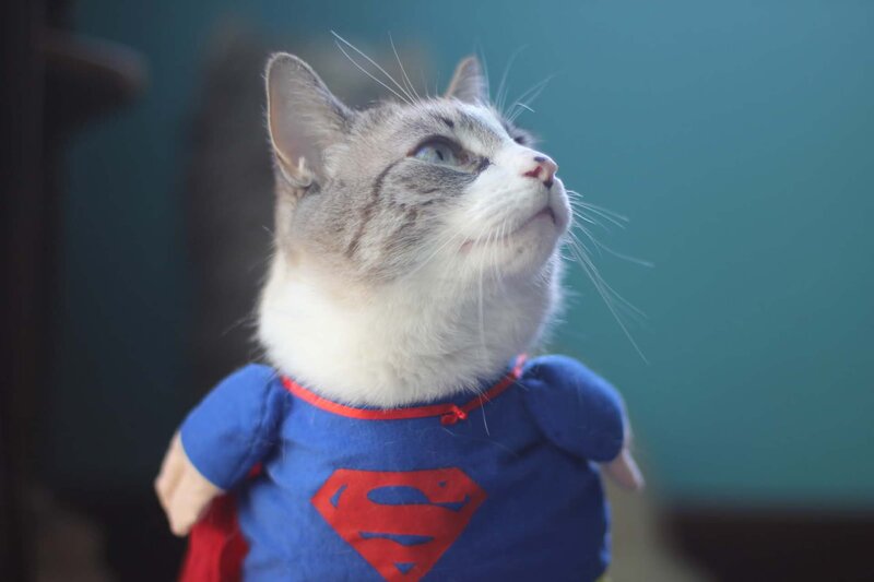 Cat in Superman Costume — Blue