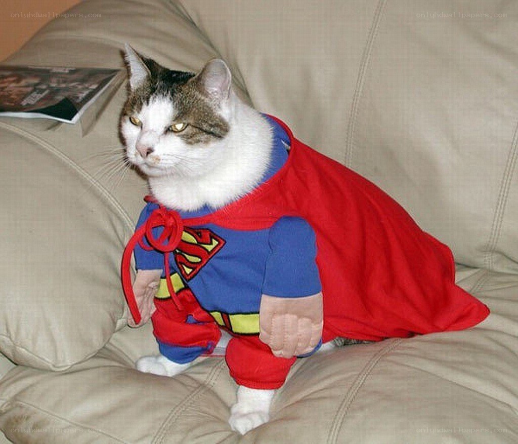cat in superman costume