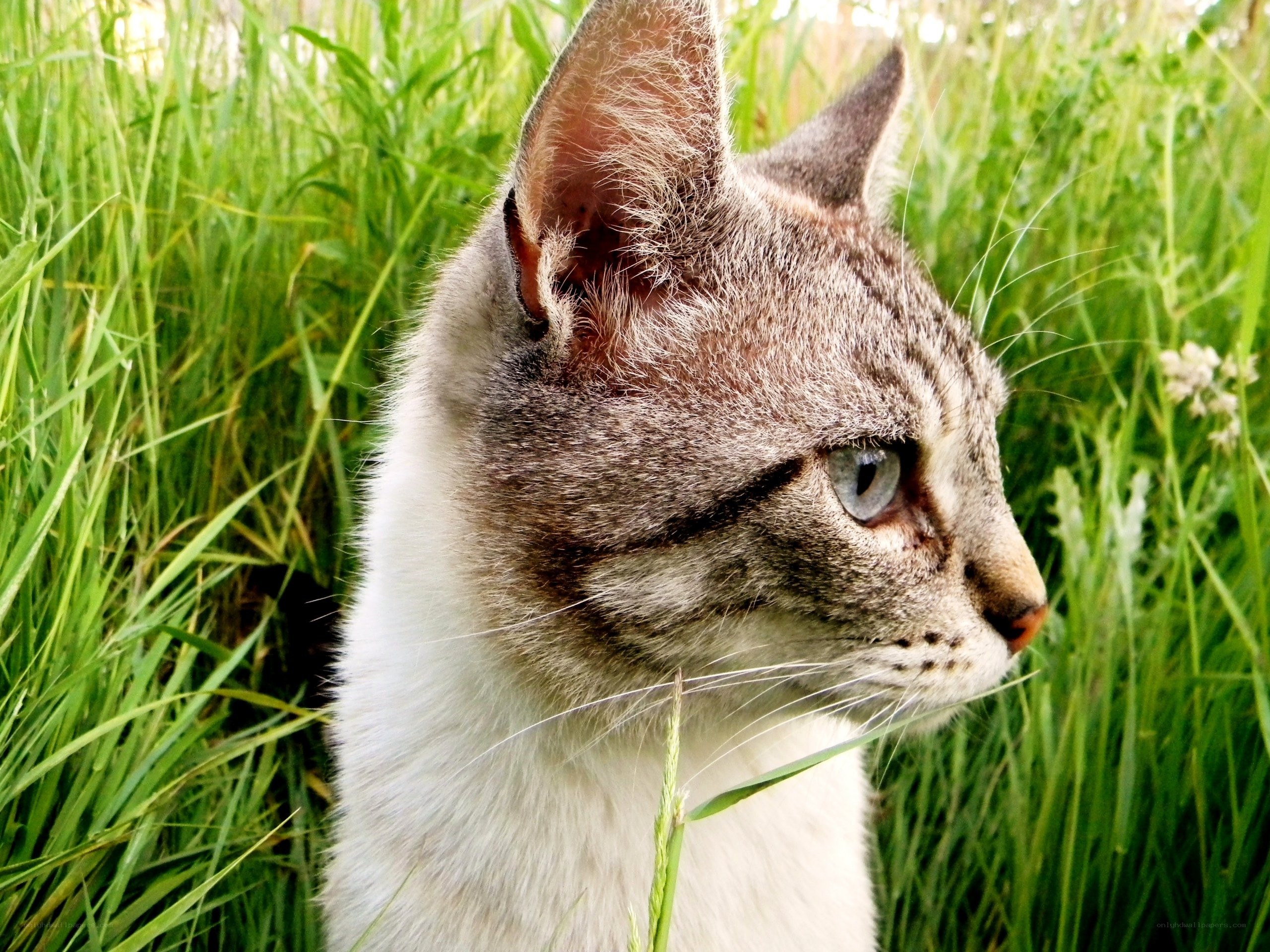 cat in tall grass