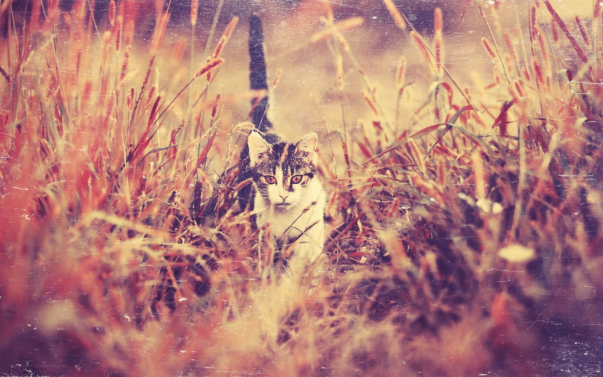 cat in tall grass
