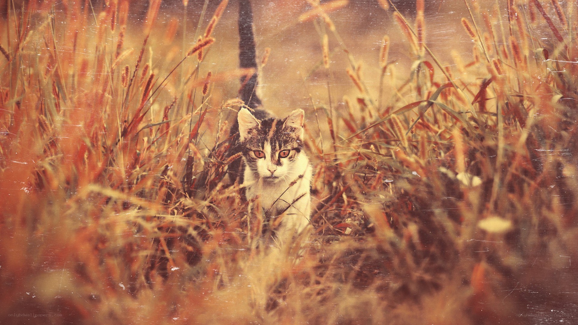 cat in tall grass
