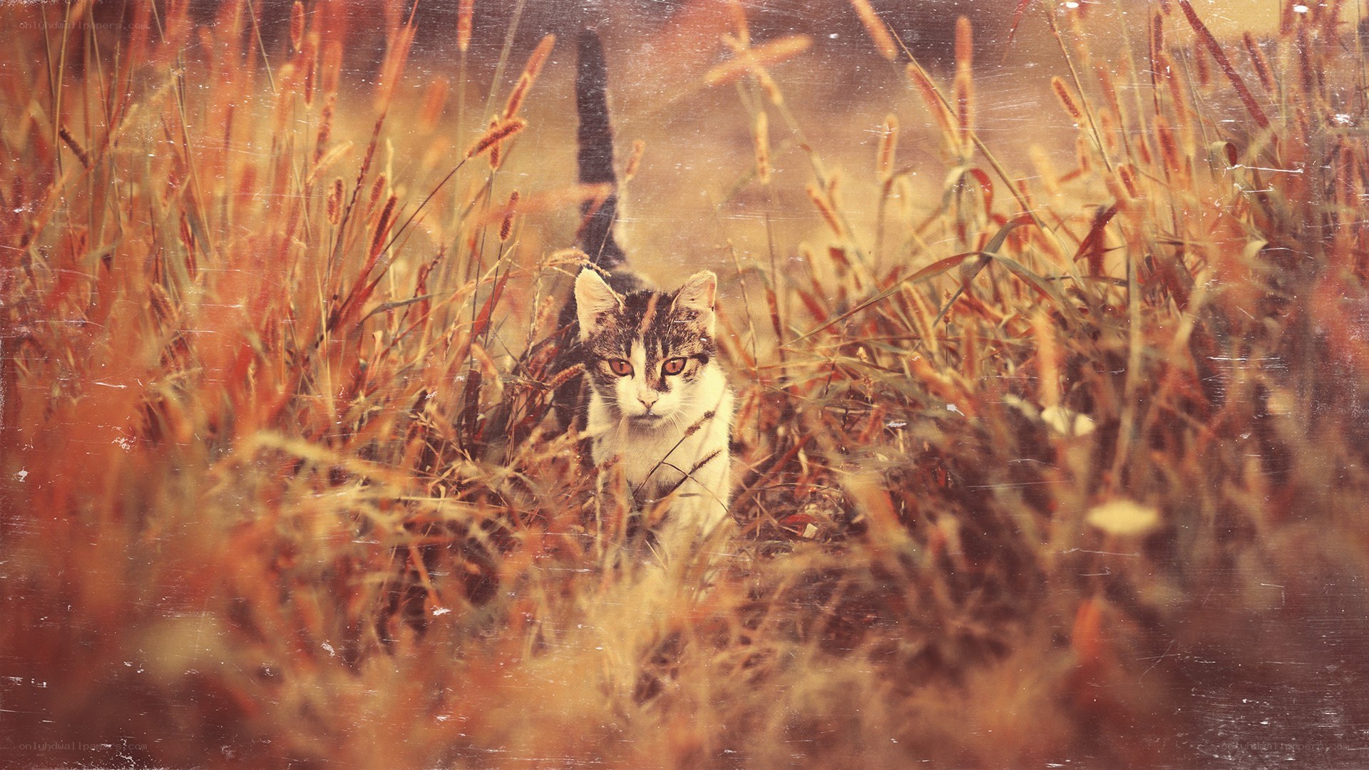 cat in tall grass