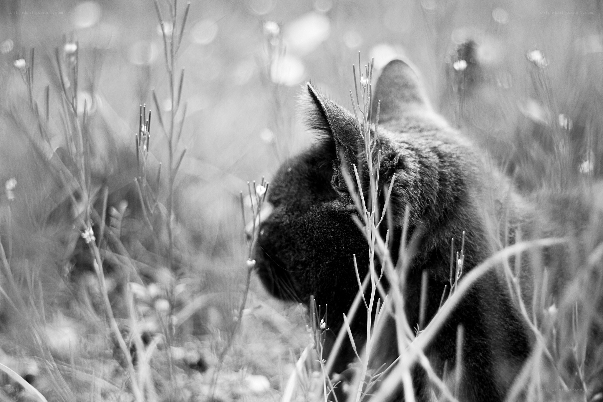 cat in tall grass