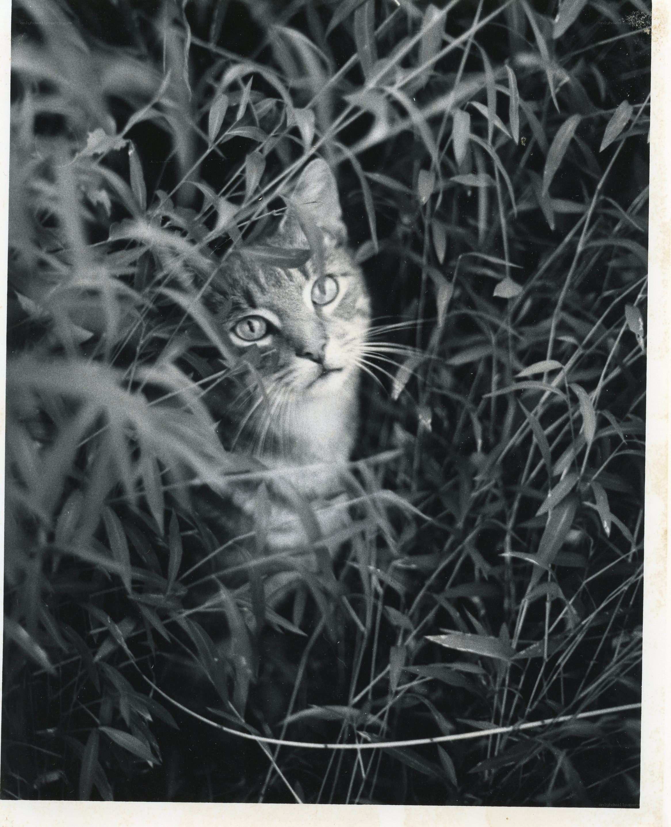 Cat in tall grass