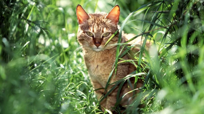 cat in tall grass